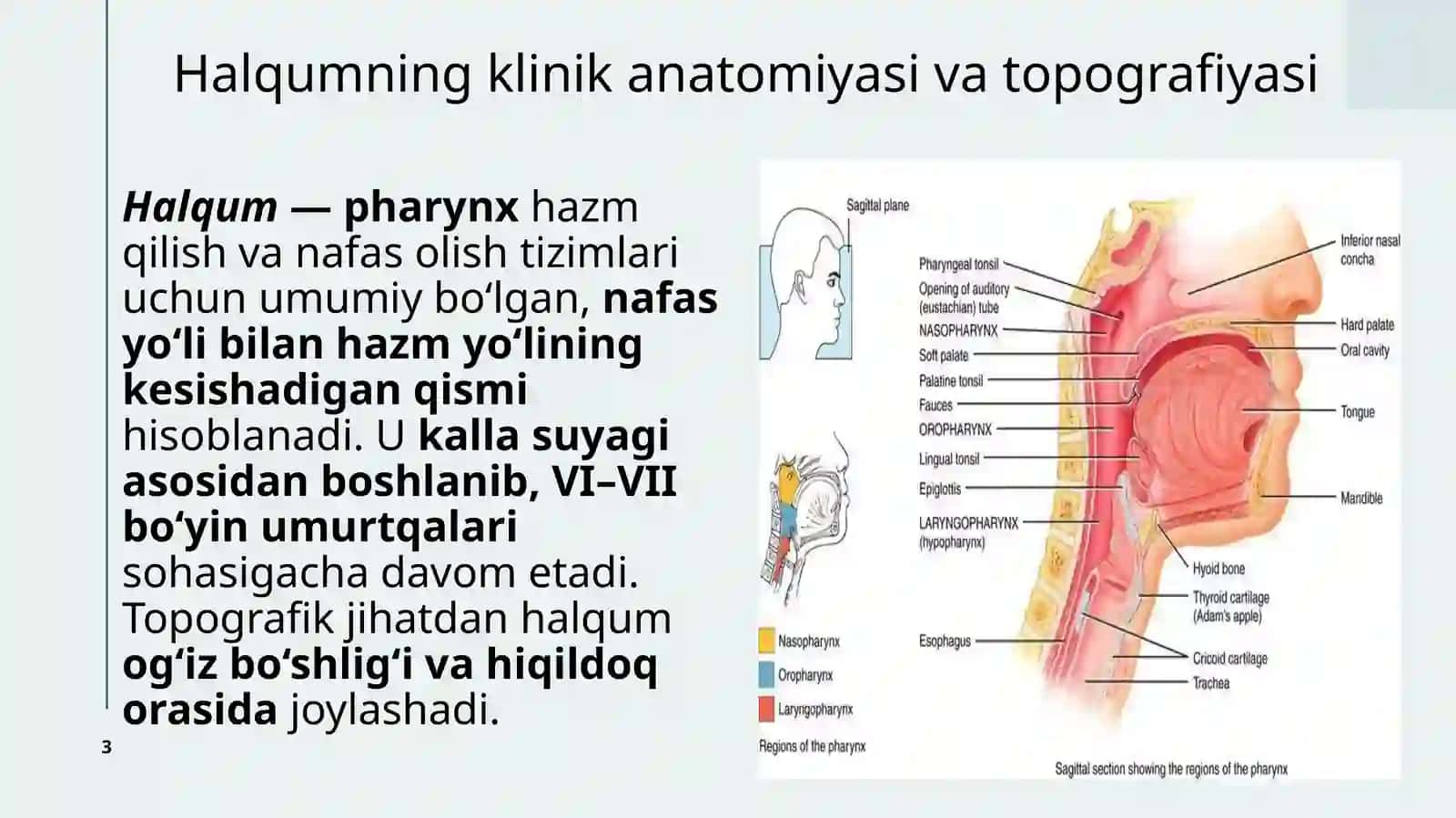 Halqumning Klinika Anatomiyasi 3