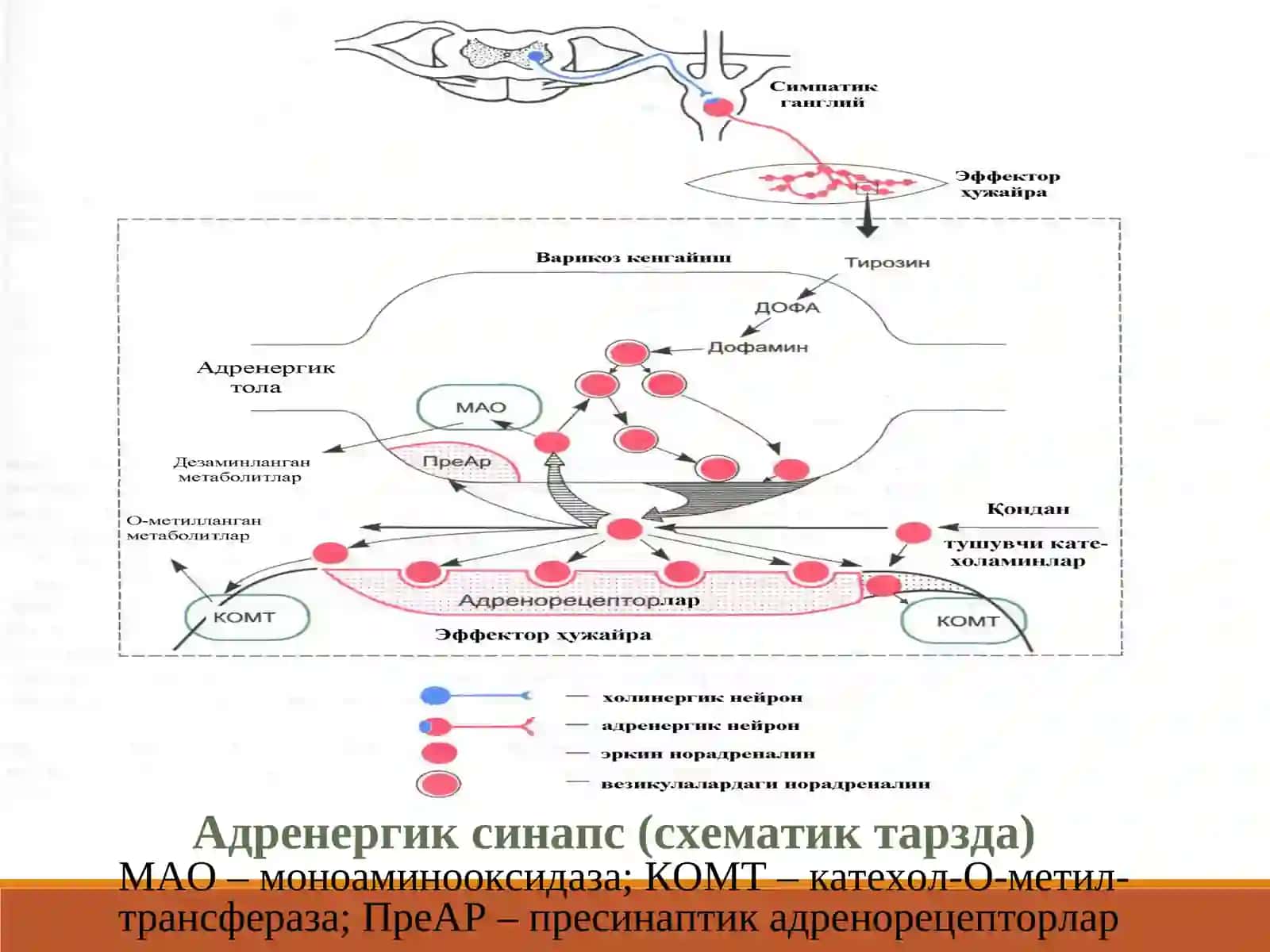 Адремометикалар симпатомиметикалар 3