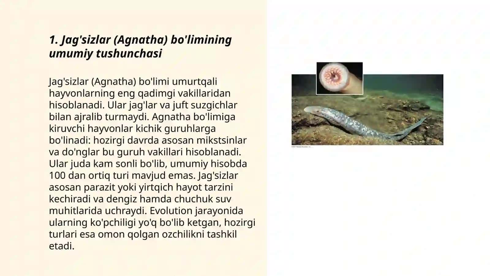 Jag’sizlar (Agnatha) bo’limi 3