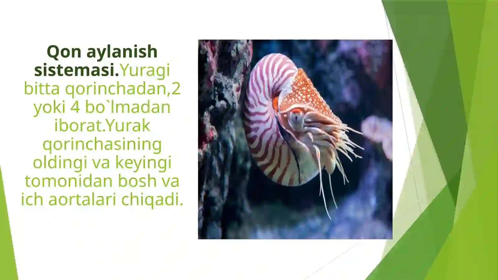 Bosh oyoqlilar nafas olishi va qon aylanish sistemasi 3
