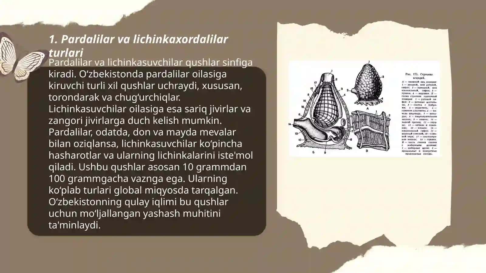 Pardalilar yoki lichinkaxordalilar kenja tip vakillarining klassifikatsiyasi,tuzulishi va ko'payishi xususiyatlari 3