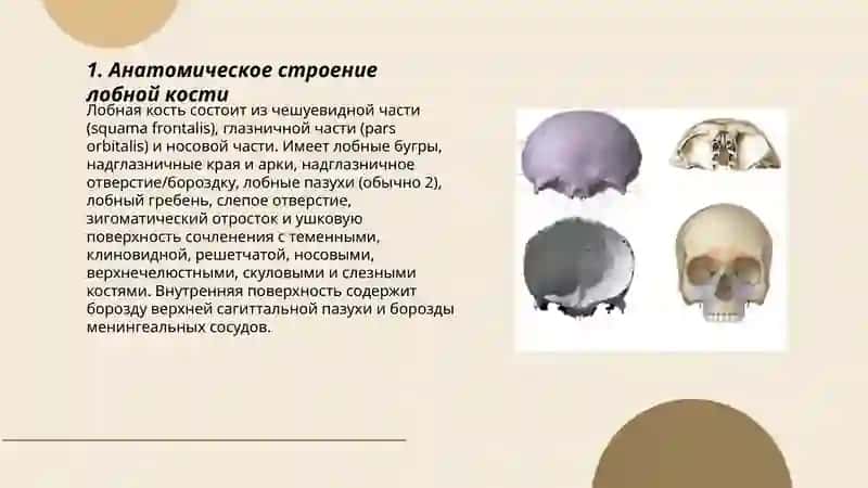 Лобная кость 3