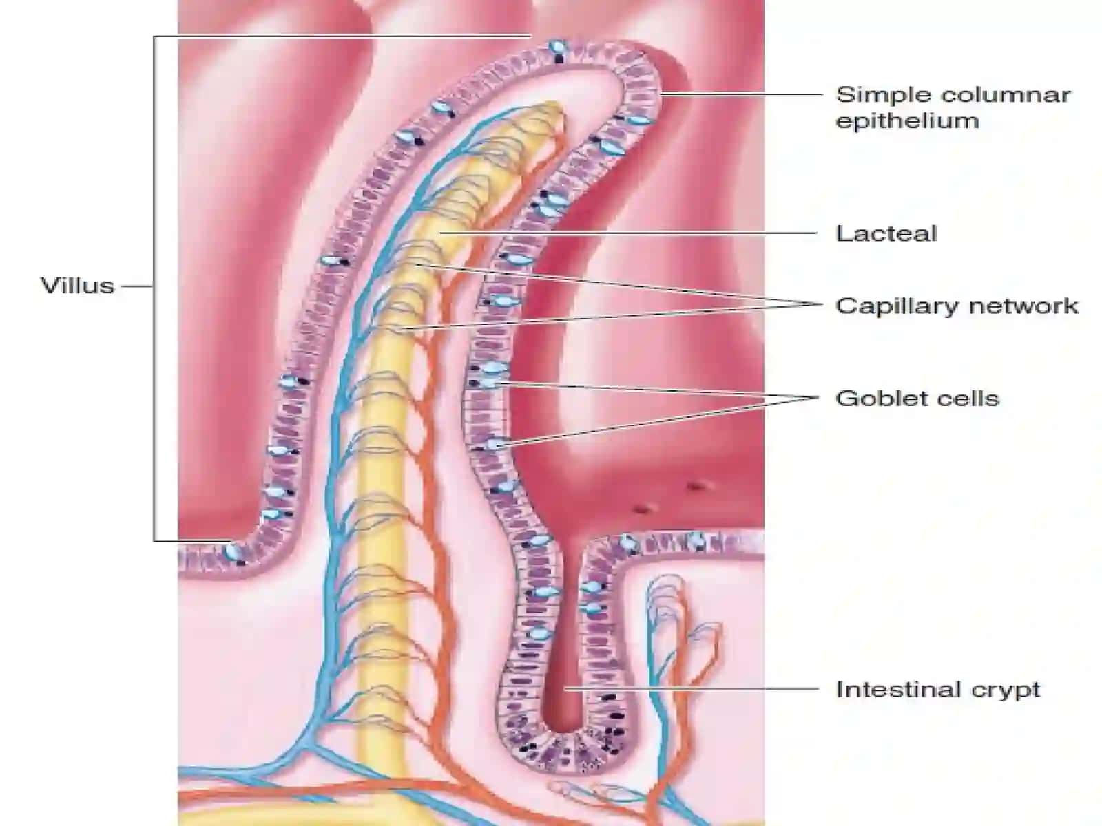 The small intestine 3
