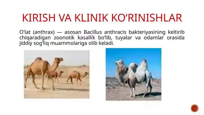 Tuyalar va odamlar o‘lat kasalligining laboratoriya diagnostikasi 3