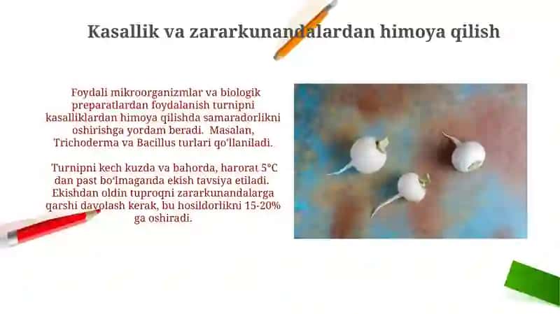 Turnip o'simligi haqida 3