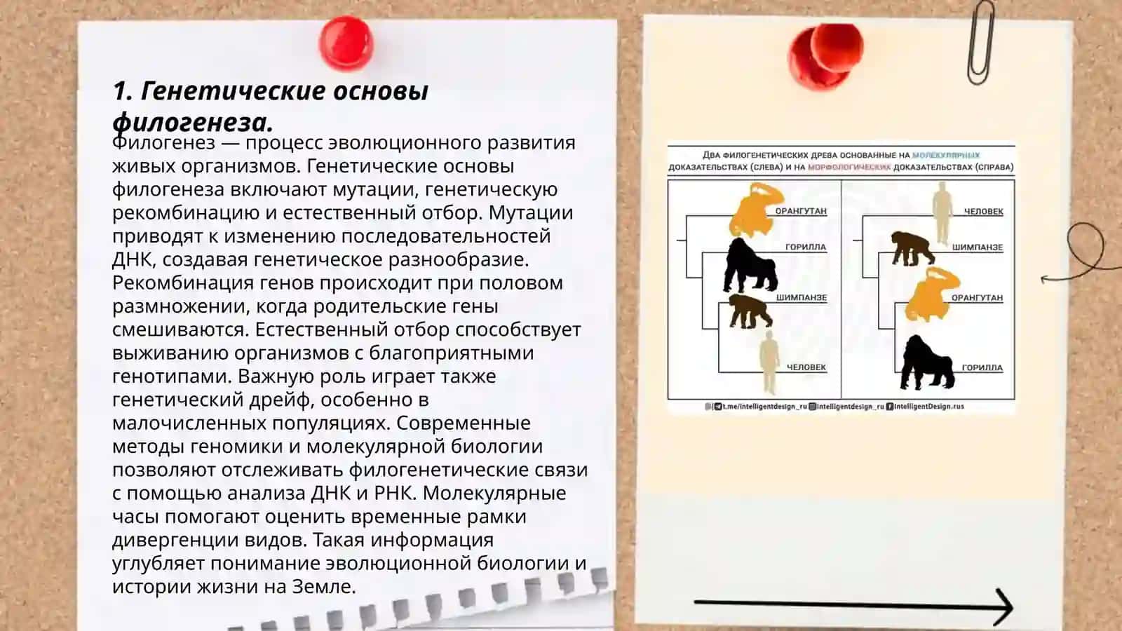 Филогенетические дефекты человеческого развития 3