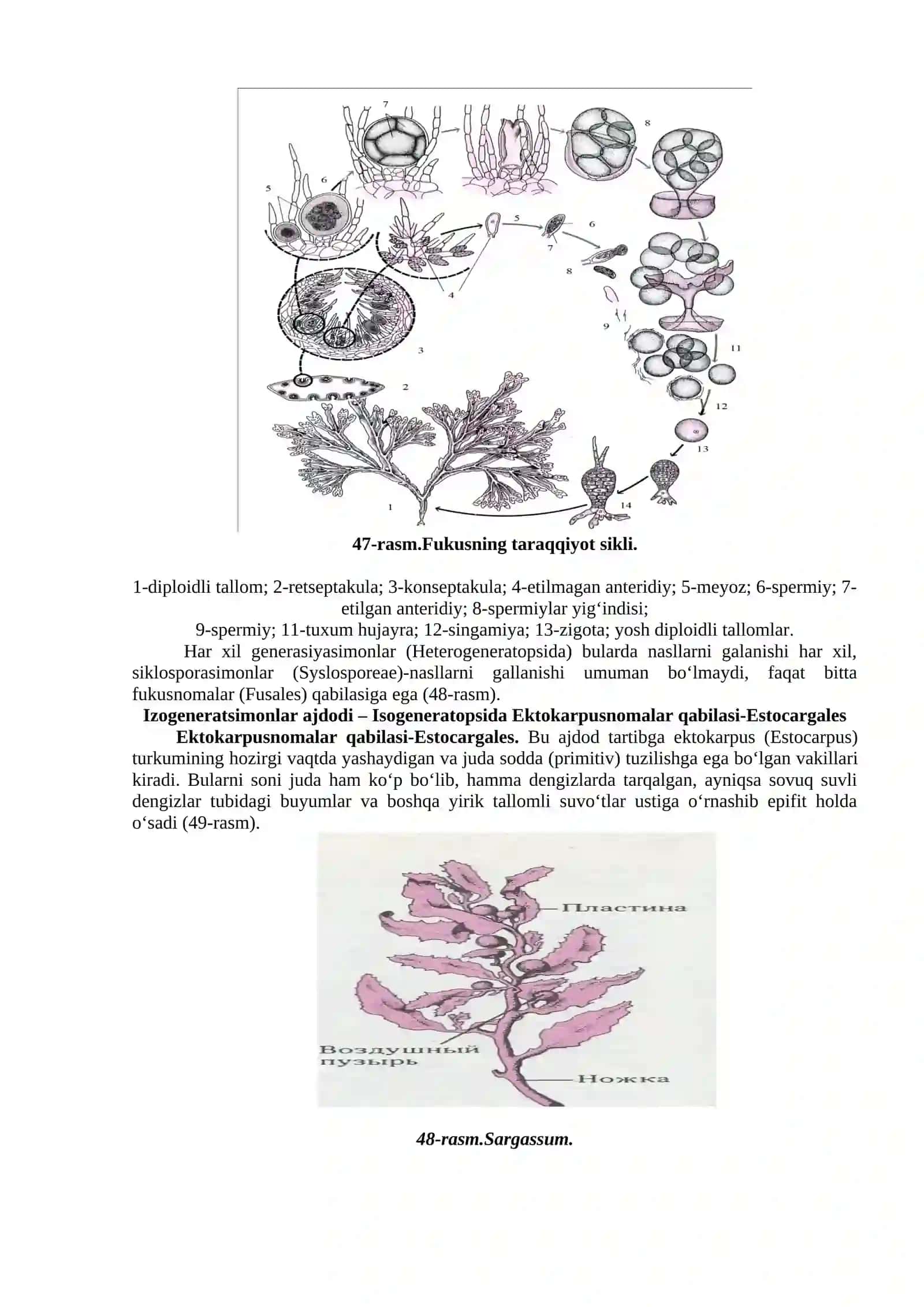 Qo‘ng‘ir suvo‘ttoifalar BO‘LIMI – PHAEOPHYTA 3