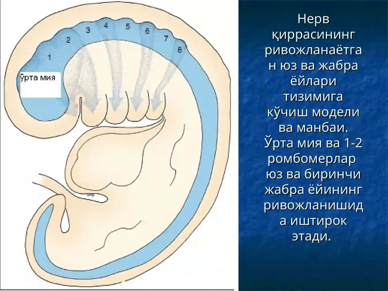 ҲАЗМ ТИЗИМИ 3