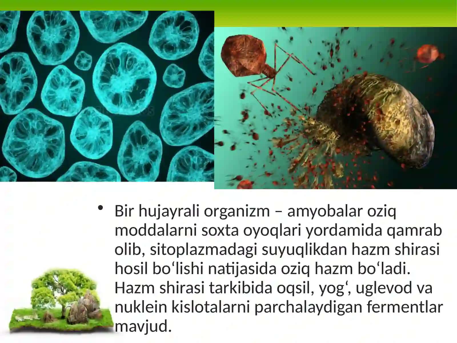 11-sinf Biologiya fanidan dars ishlanma. Hayvonlarning hazm qilish organlari evolutsiyasi 3