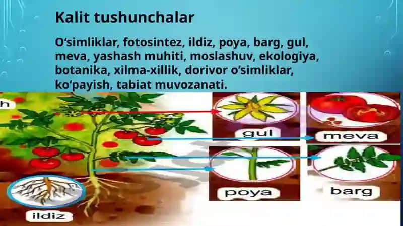 O‘simliklar dunyosi va ularning hayot tarzi mavzusida tanishing 3