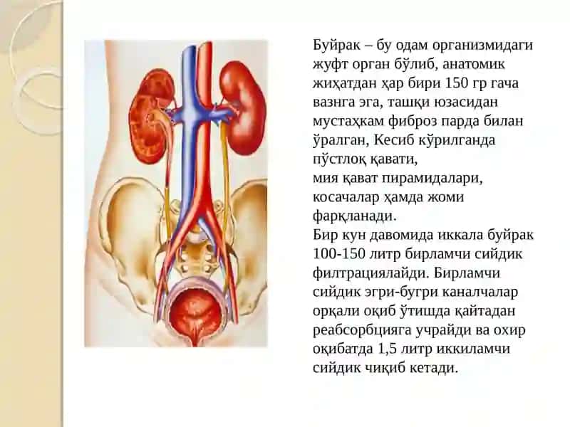 Buyrak kasalliklari va ularning patofiziologiyasi 3