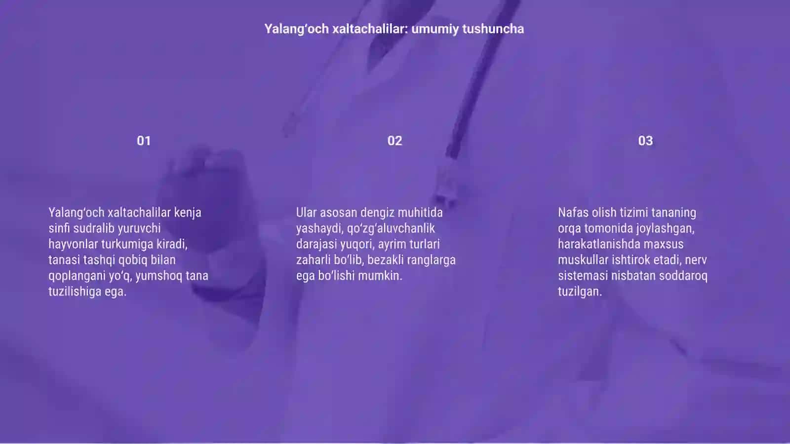 Yalangʻoch xaltachalilar kenja sinfining umumiy tavsifi 3
