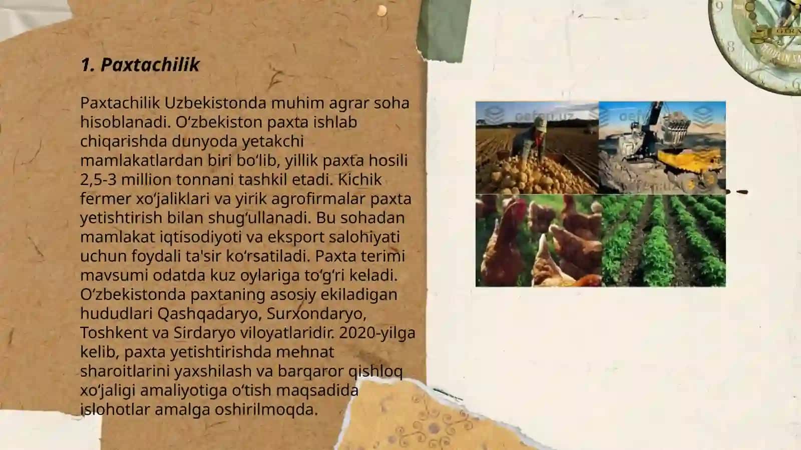 Paxtachilik Uzbekistonda 3