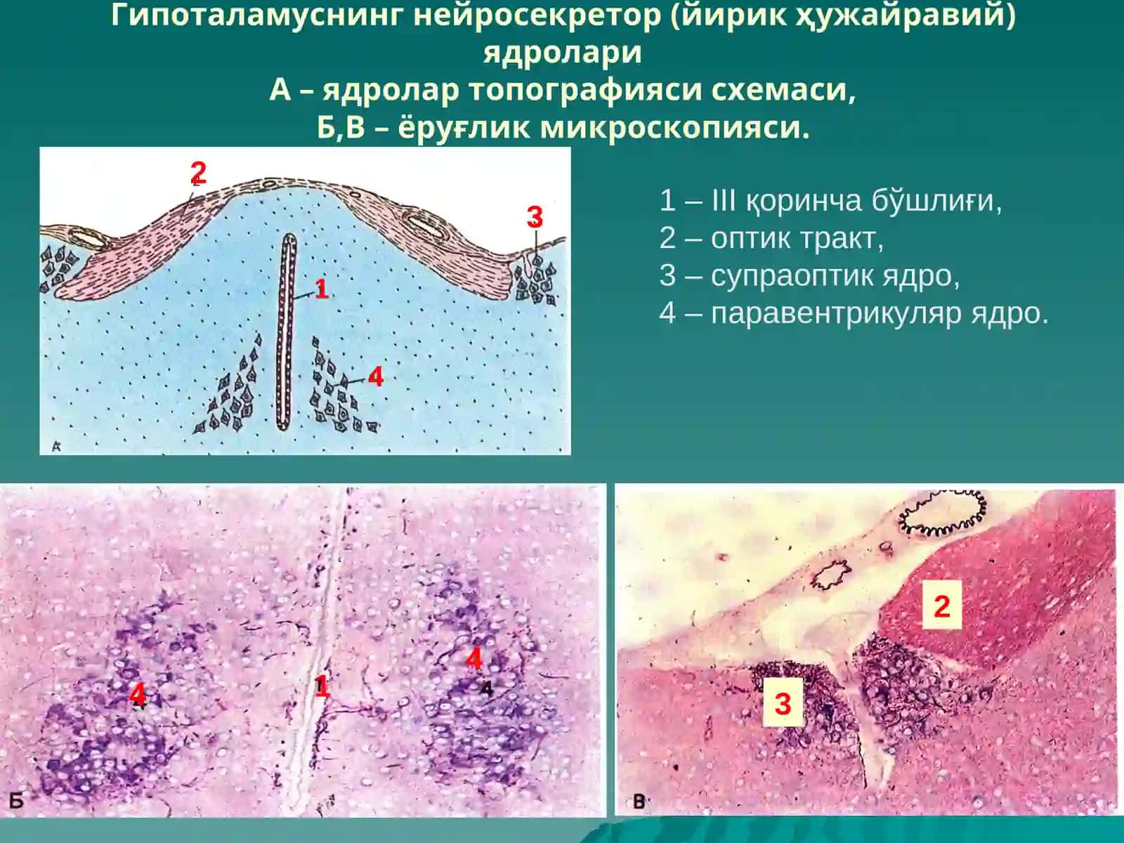 ЭНДОКРИНТИЗИМ 3