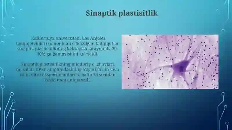 Sinapslar va snapitik jarayonlar 3