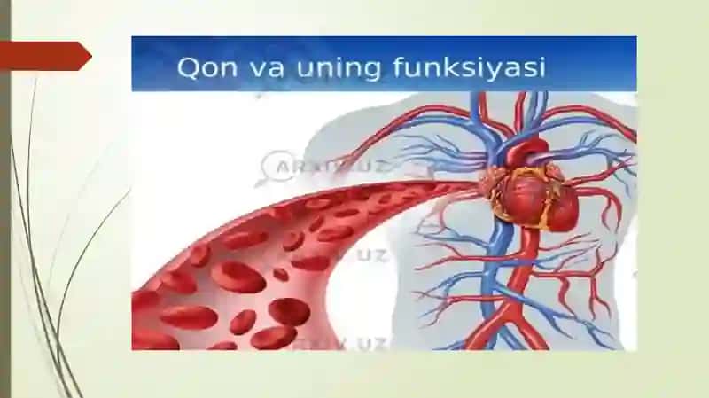 Qon va Limfa 3