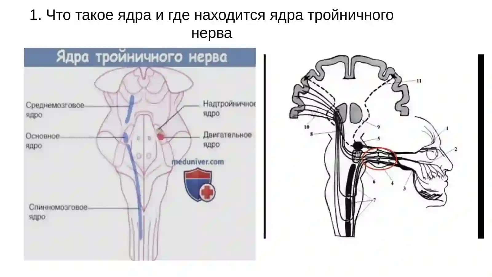 Ядра тройничного нерва 3