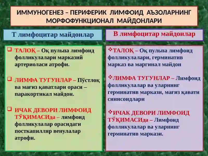 ИММУНОПАТОЛОГИК ЖАРАЁНЛАР. АЛЛЕРГИК ВА АУТОИММУН КАСАЛЛИКЛАР. ИММУН ТАНҚИСЛИГИ 3