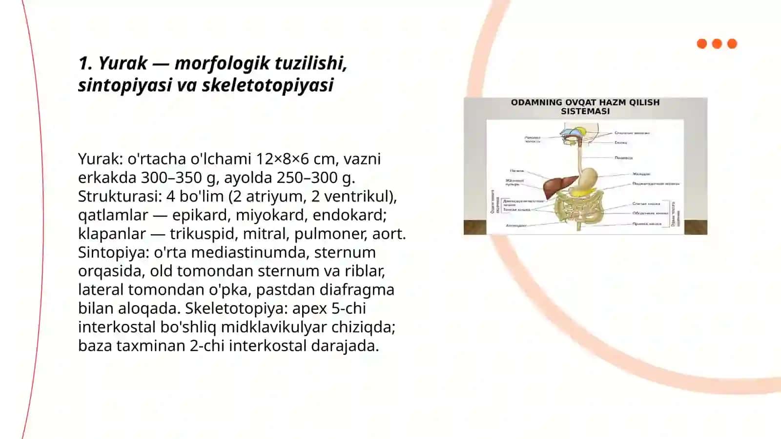 Odam ichki organlar tuzilishi va ularning sintopiyasi, skeletotopiyasi 3