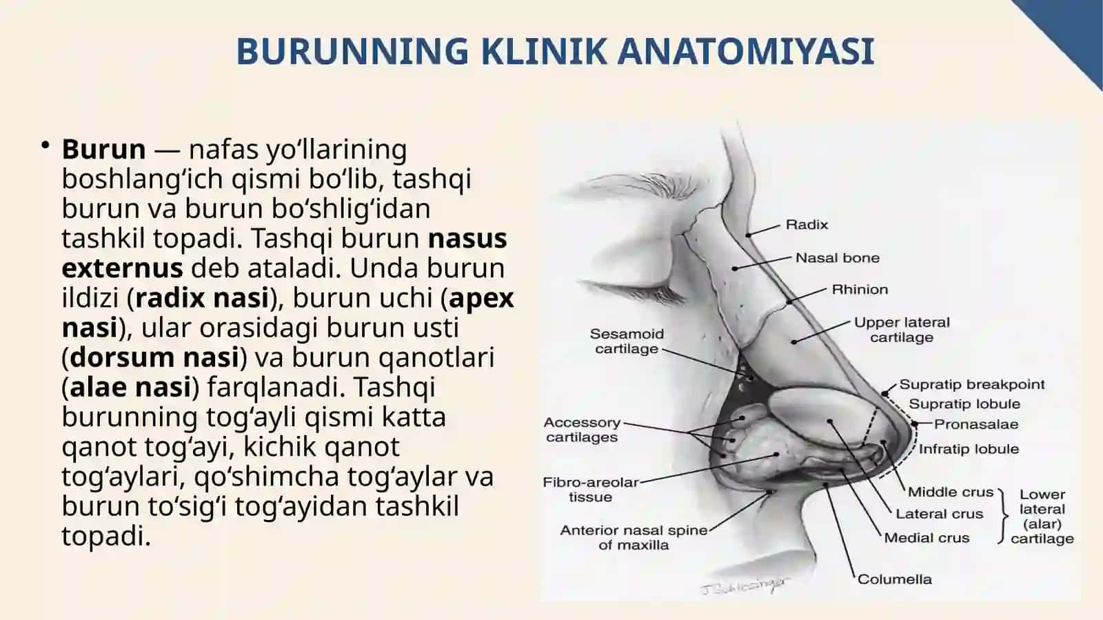 Burunning klinik anatomiyasi, fiziologiyasi va endoskopik tekshirish usullari 3