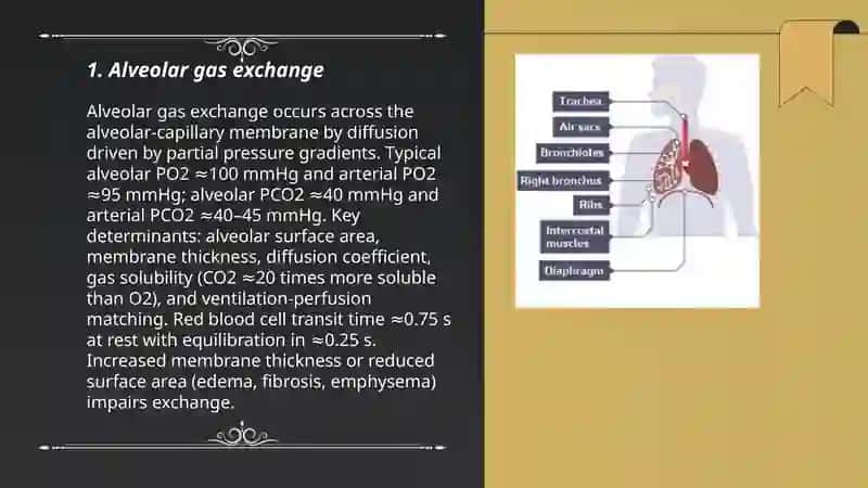 Gas exchange 3