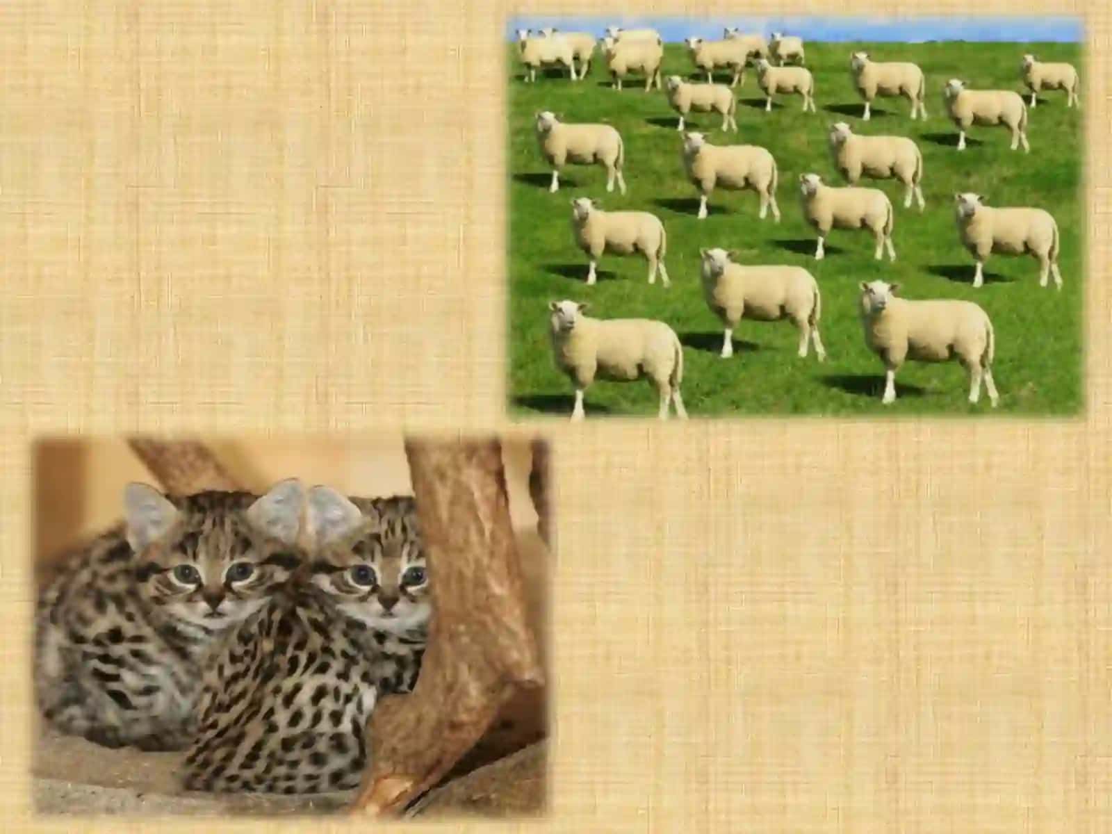 Cloning and DNA Discussion Questions 3