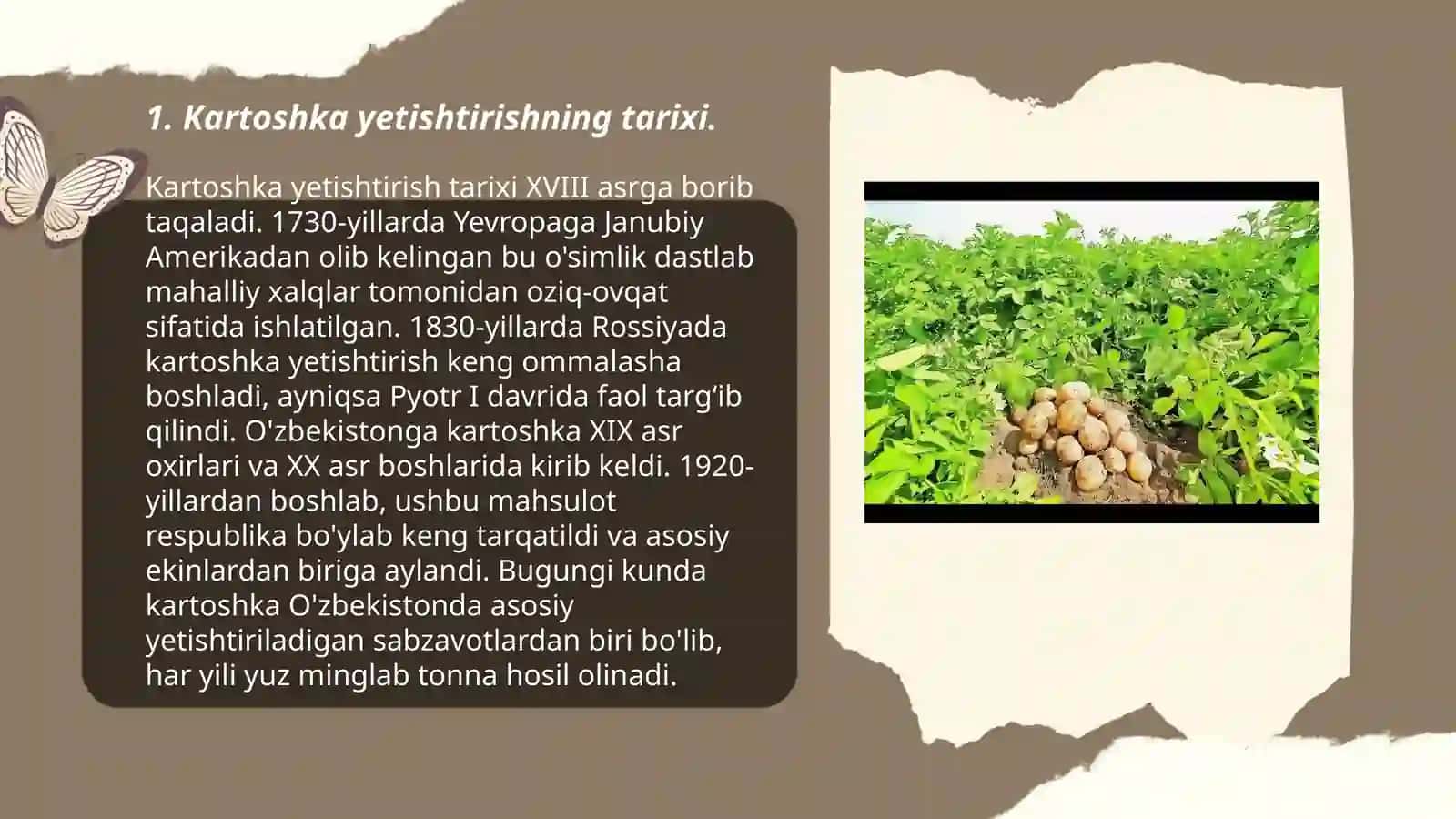 Kartoshka yetishtirish 3