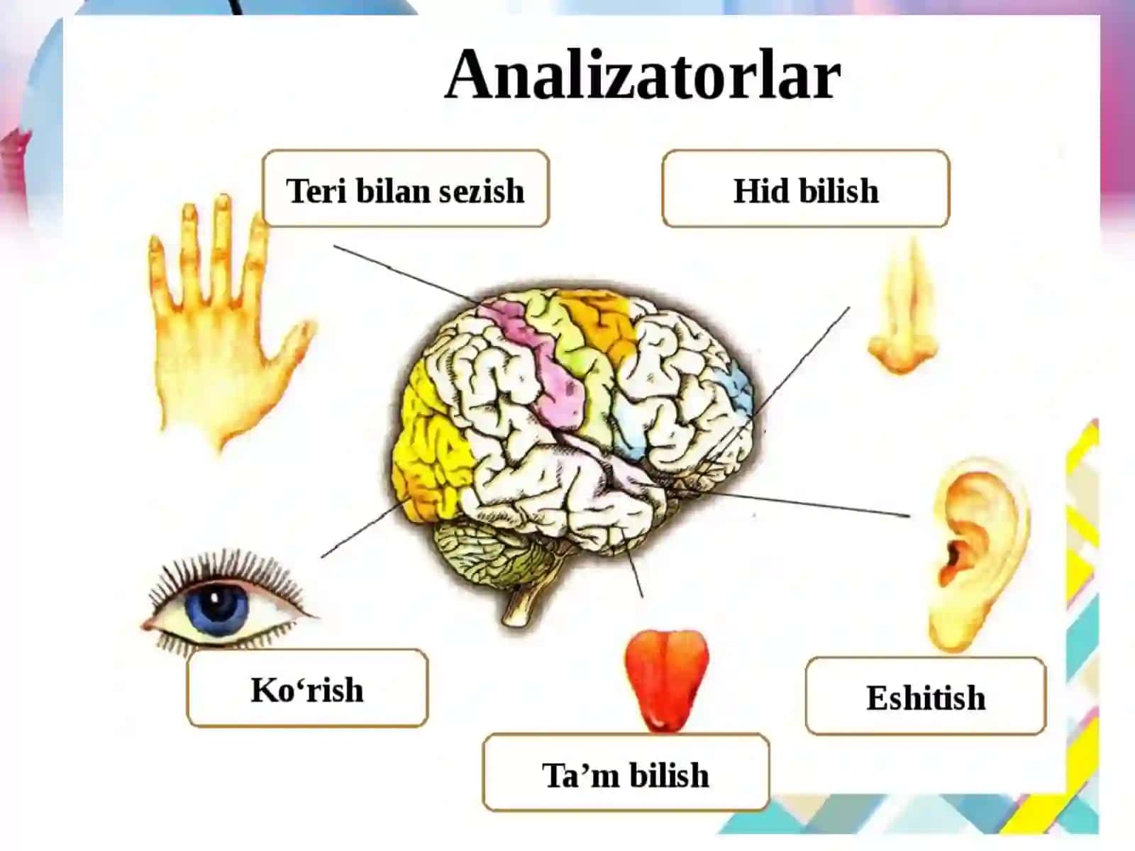 Sezgi o’rganlari va analizatorlar. Ko'rish analizatori 3