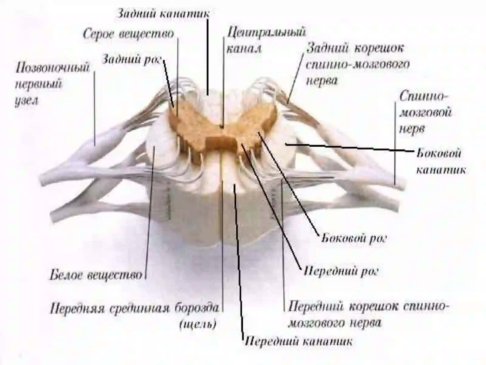 Асабсистемасининг клиника анатомияси 3
