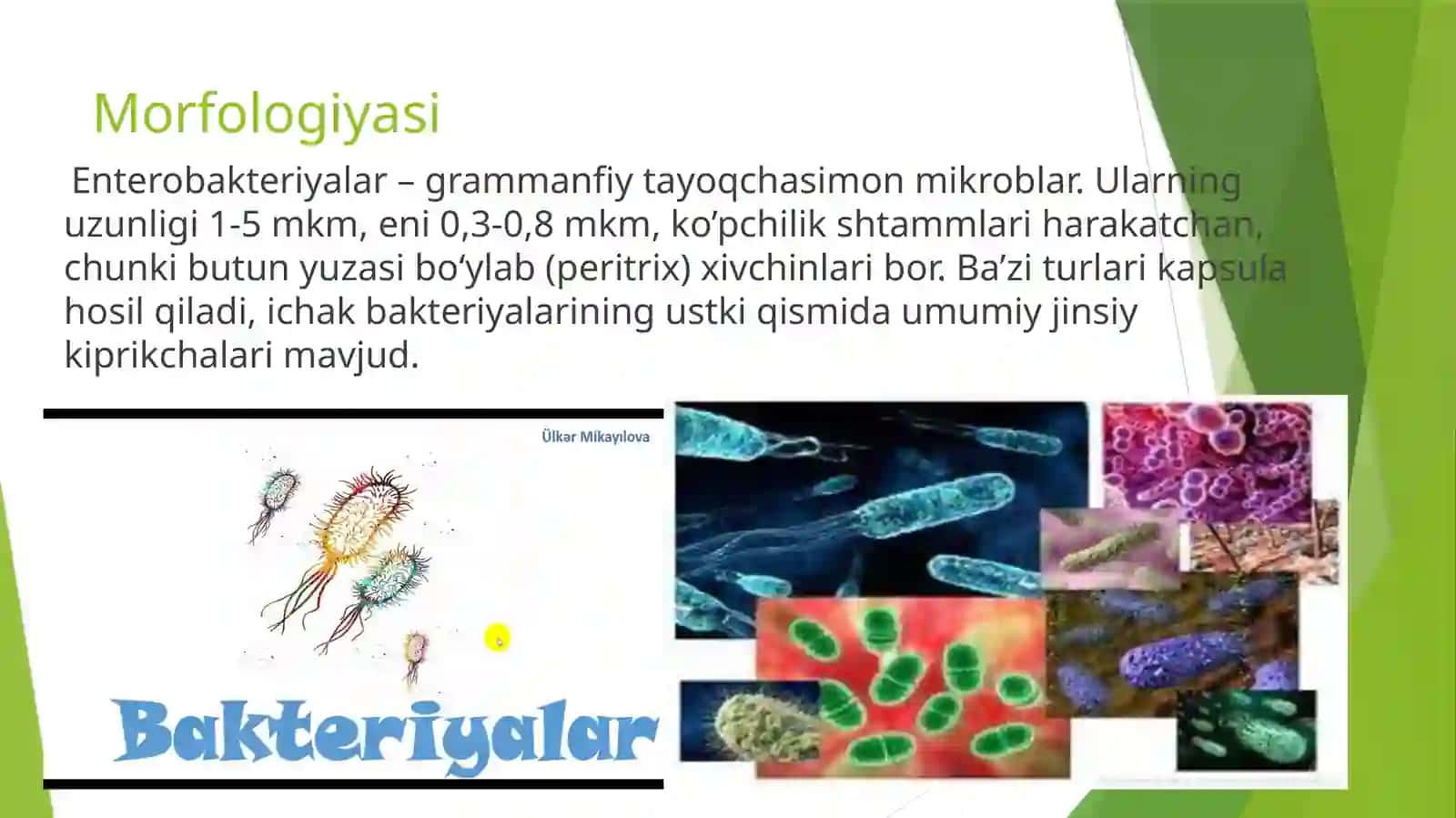 Ichak bakteriyalari oilasiga mansub mikroblar 3