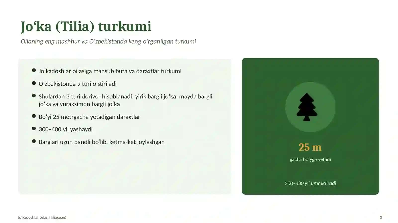 BOTANIKA VA FARMAKOGNOZIYA. Joʻkadoshlar oilasi va ularning dorivorlik xususiyatlari 3