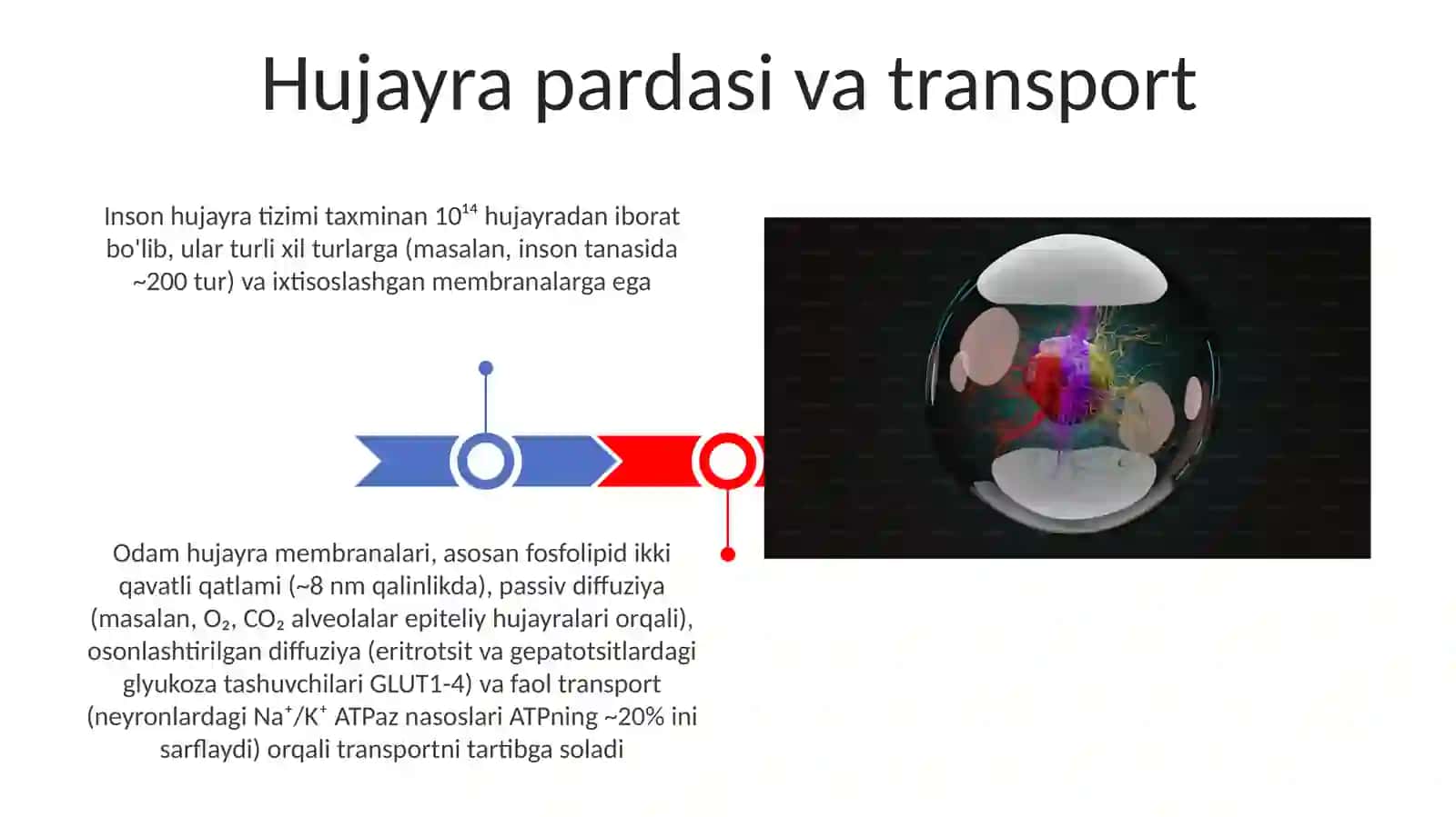 Insonning hujaralar sistemasi 3