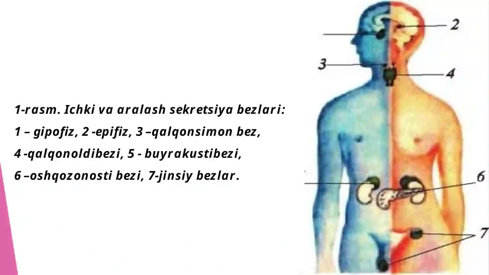 Ichkisekretsiyabezlari.Gipotalamo-gipofizartizimtuzilishivafiziologiyasi 3