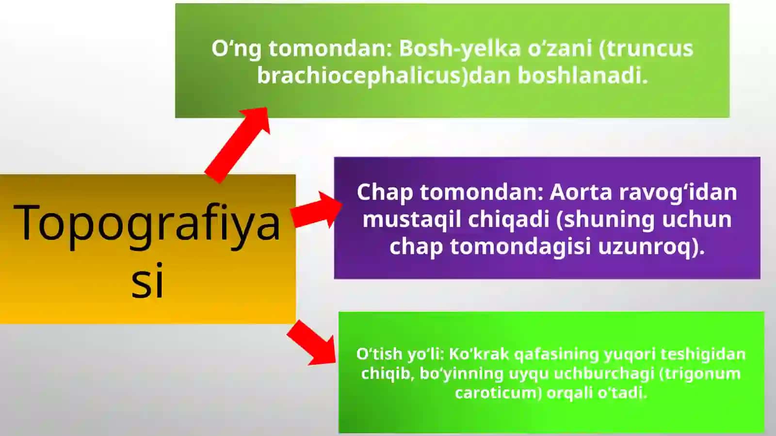 Umumiy uyqu arteriyasi Ichki uyqu arteriyasi Tashqi uyqu arteriyasi Yuz jagʻ sohasining qon bilan ta'minlanishi 3
