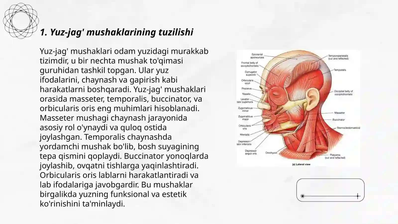 Yuz-jag' mushaklarining rivojlanish fiziologiyasi 3