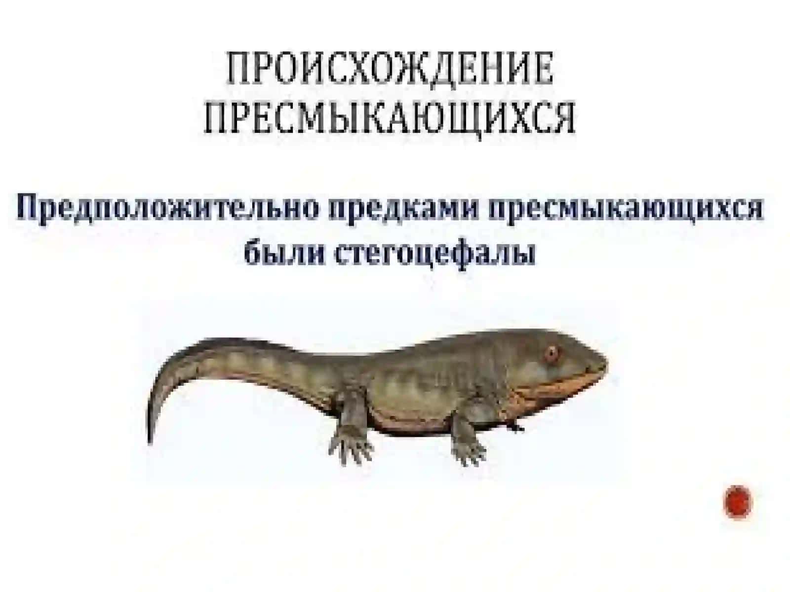 REPTILIYALARNING KELIB CHIQISHI VA SISTEMATIKASI 3