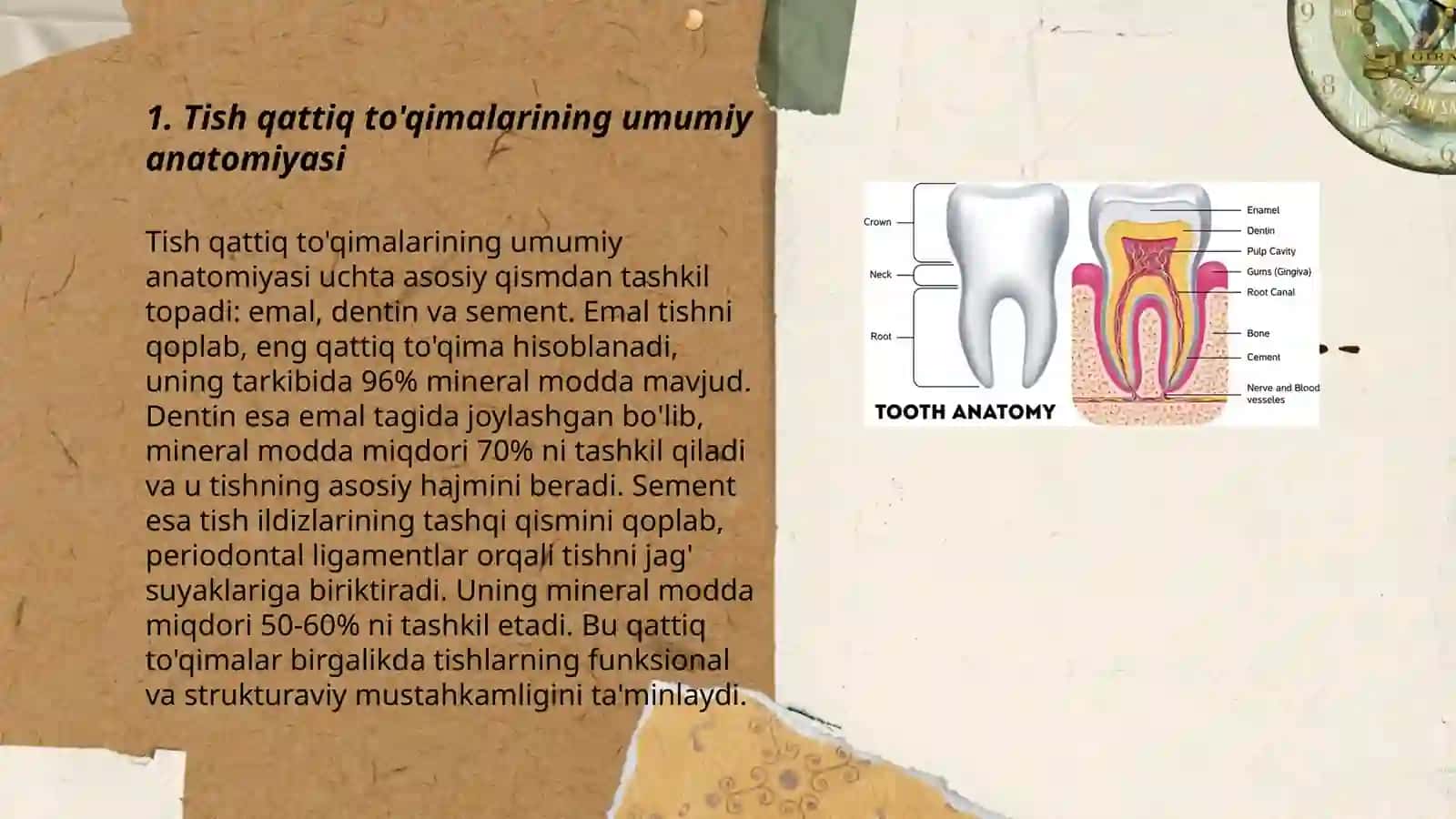 tish qattiq to'qimasi anatomiyasi va fiziologiyasi 3