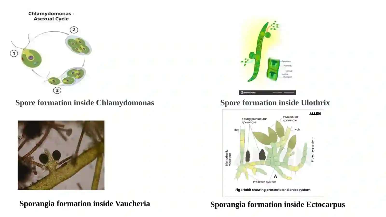 Reproduction in Algae 3