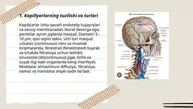 Kapillyar va venalarda qon aylanish 3