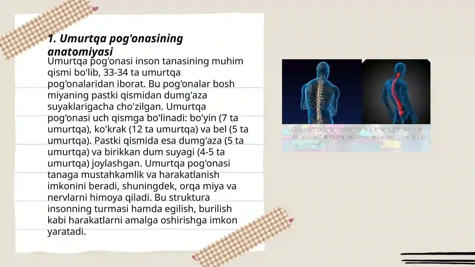 Umurtqa pog’onasining tuzulishi va o’zaro birikuvi 3