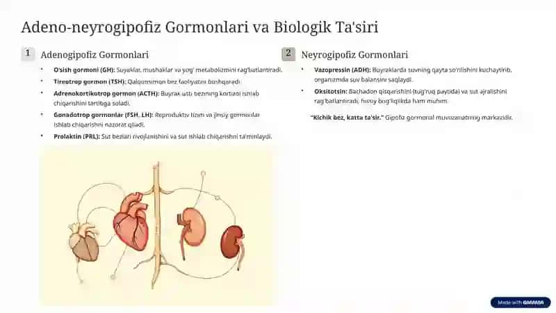 Endokrin Tizim va Gipofiz: Umumiy Tushunchalar 3