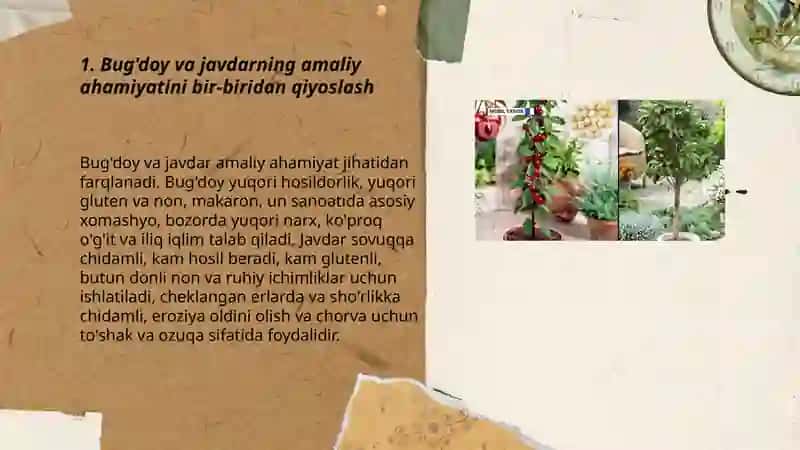 Bug'doy va javdarning amaliy ahamiyatini bir-biridan qiyoslash 3