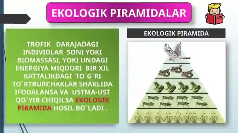 EKOLOGIK PIRAMIDA QOIDASI. BIOMASSA VA ENERGIYA PIRAMIDASI 3