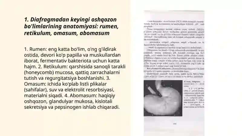 Kavsh qaytaruvchi hayvonlarning diafragmadan keyingi ovqat hazm qilish sistemasi 3
