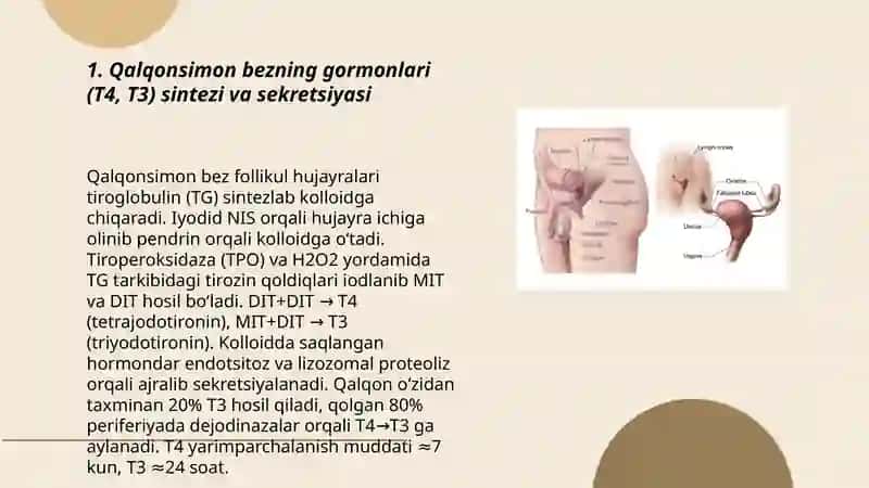 Qalqonsimon, qalqon oldi, buyrak usti, meʼda osti va jinsiy bezlar fiziologiyasi 3