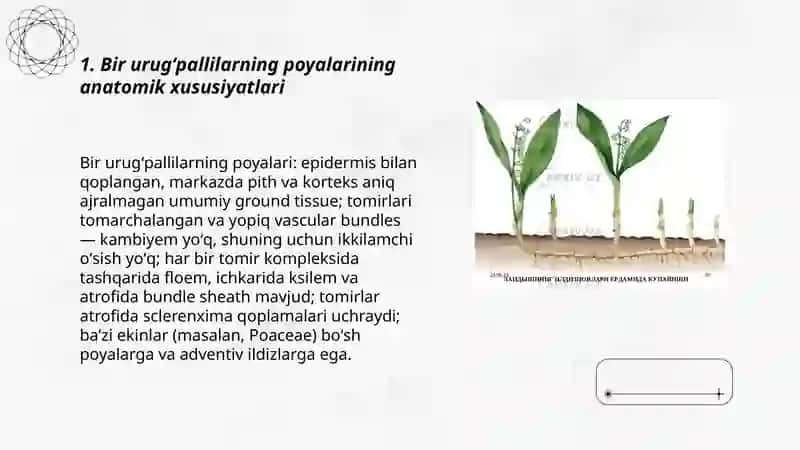Bir va ikki urugʻpallali oʻsimliklarning poyalarining anatomik tuzilishi 3