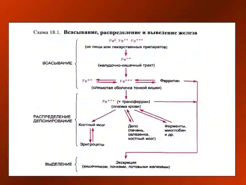ҚОН СИСТЕМАСИГА ТАЪСИР ЭТУВЧИ ВОСИТАЛР 3