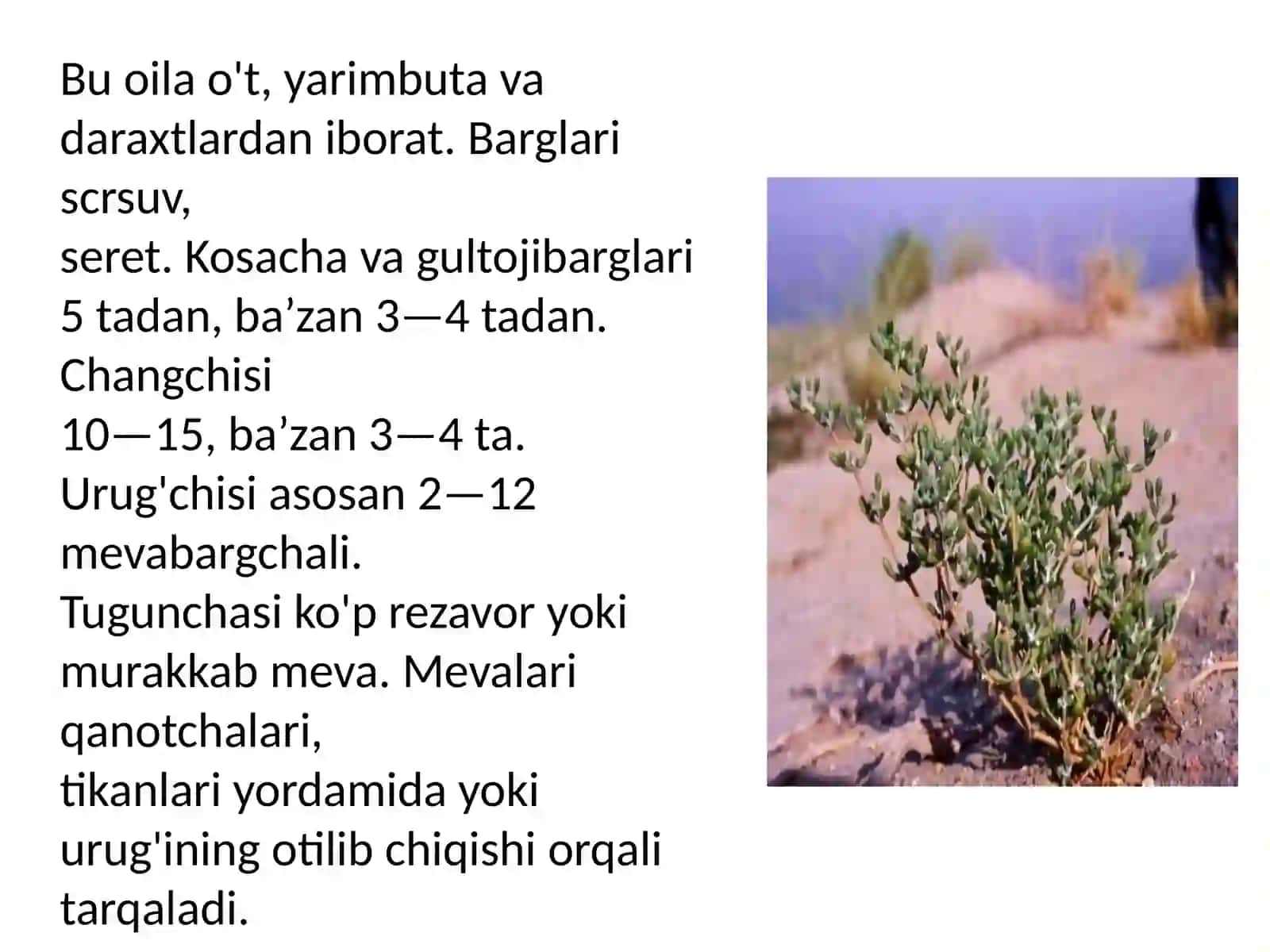 Tuyatovondoshlar oilasi 3