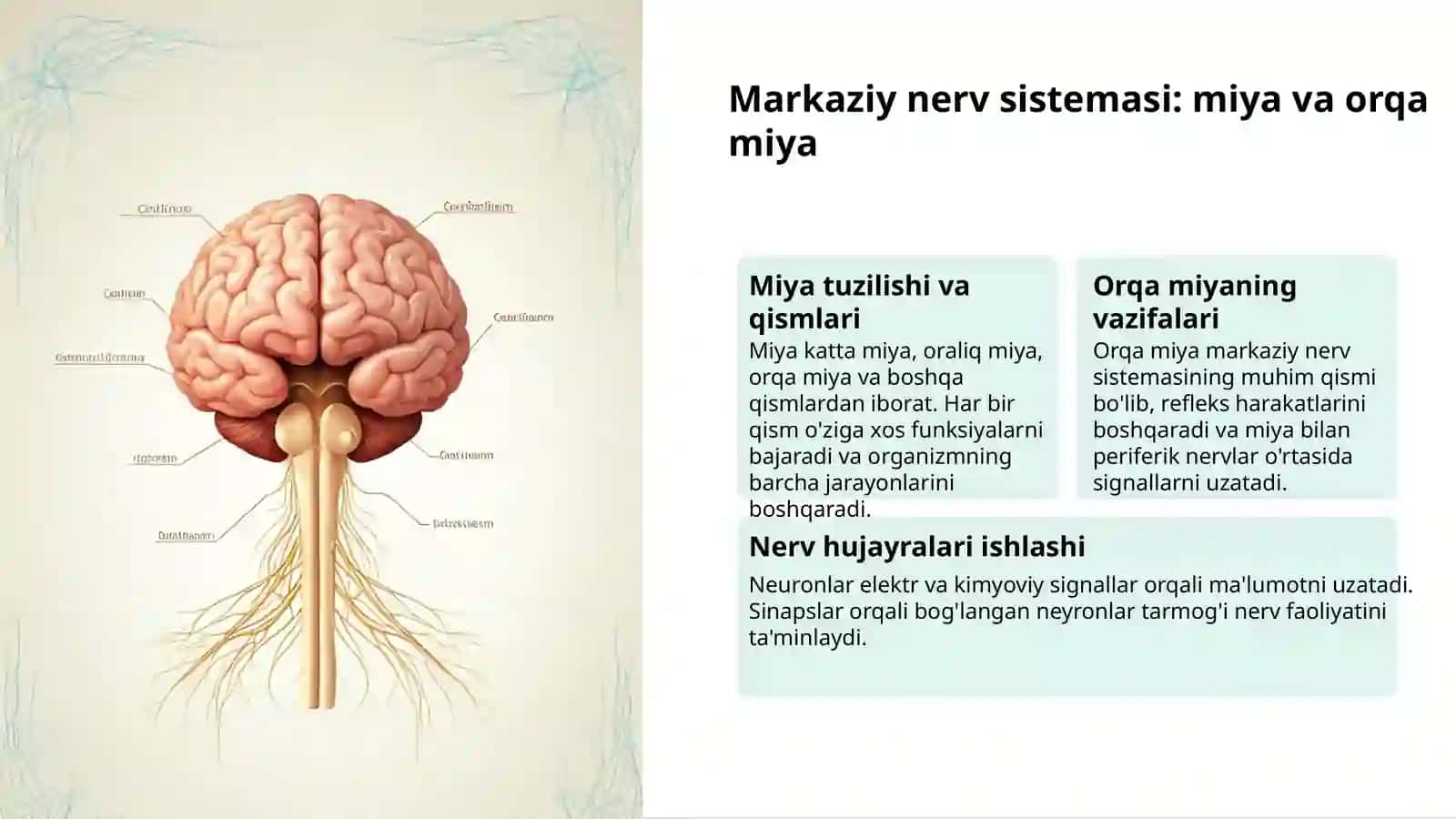 Nerv sistemasi: Tuzilishi va ahamiyati 3