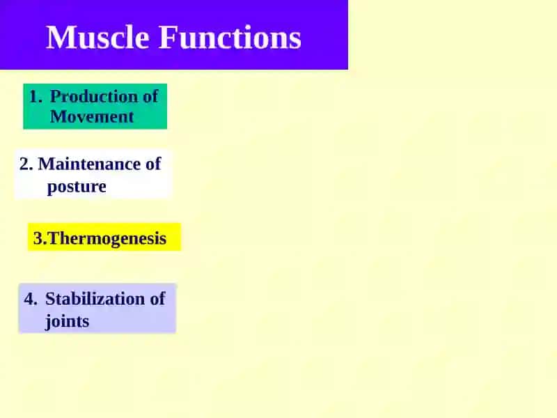 Muscular Tissue 3
